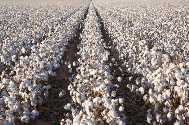 Cotton field in full bloom